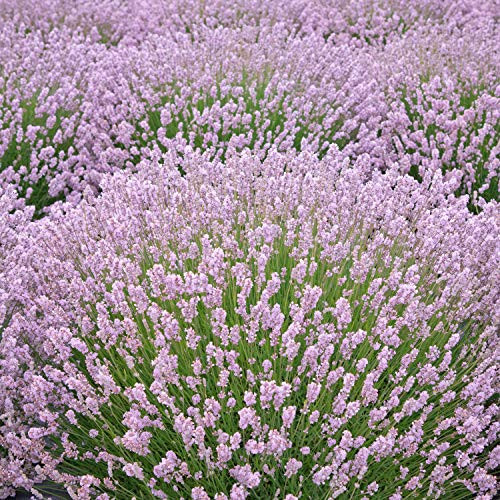 Outsidepride Lavender Rosea   100 Seeds