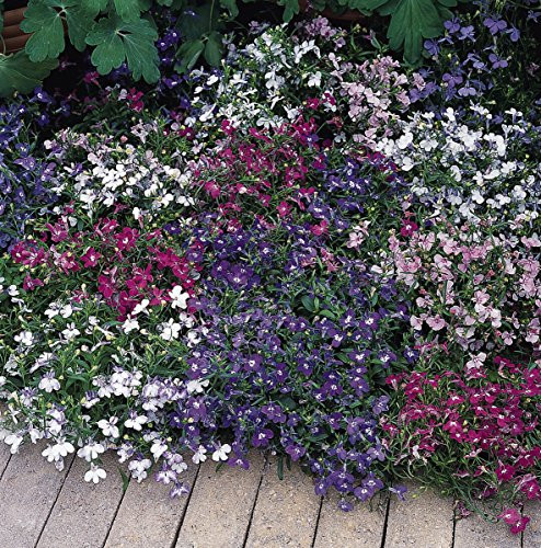 Outsidepride Lobelia Riviera Mix   5000 Seeds