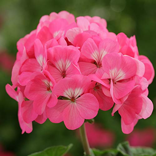 Outsidepride Geranium Rose   25 Seeds