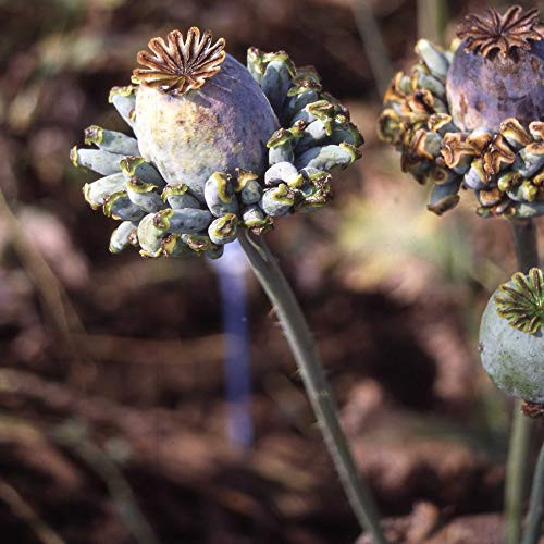 Outsidepride Poppy Hen   Chickens   5000 Seeds