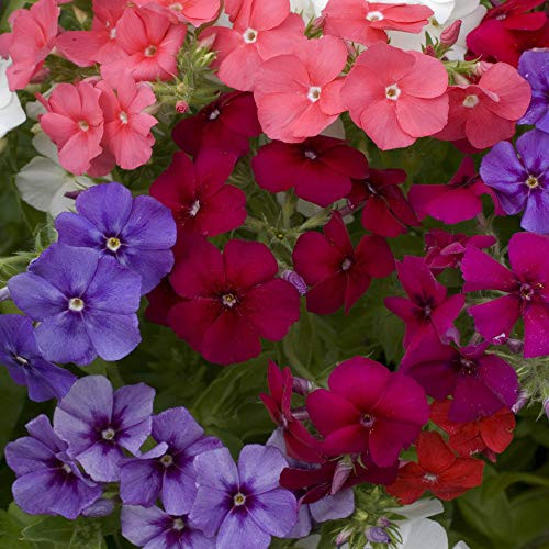 Outsidepride Phlox Mix 1000 Seeds Outsidepride Phlox Mix 1000 Seeds