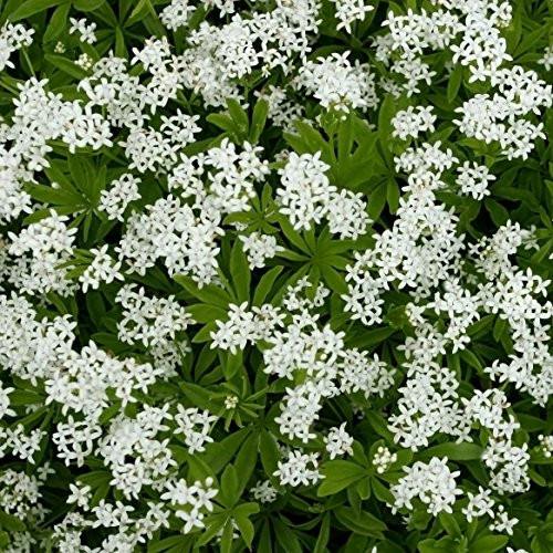 Outsidepride Sweet Woodruff Ground Cover Plant Seed   200 Seeds