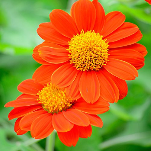 Outsidepride Orange Tithonia Mexican Sunflower Plant Seed   500 Seeds