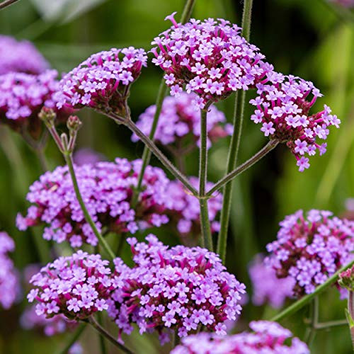 Outsidepride Verbena Purpletop Vervain   5000 Seeds