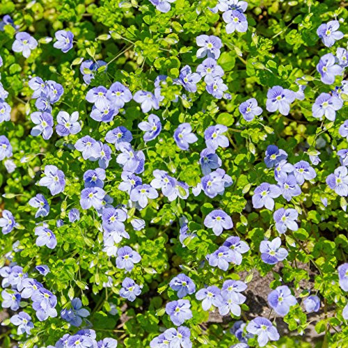 Outsidepride Creeping Speedwell Ground Cover Plant Seed   1000 Seeds