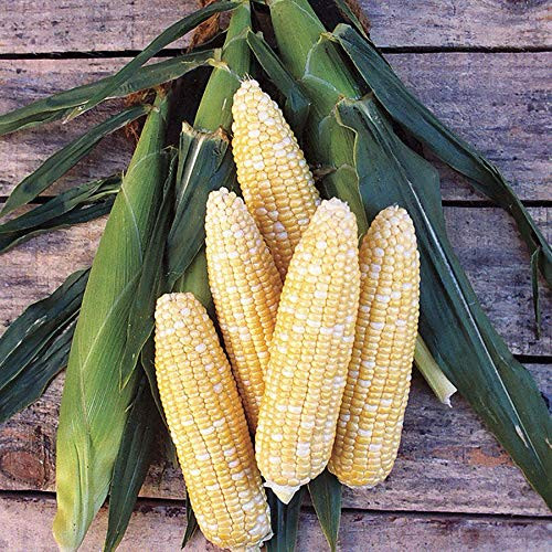 Serendipity  Bi Color Sweet Corn Hybrid  75  Premium Heirloom Seeds  Sweet   Yummy Fantastic Addition to Your Home Garden  Isla s Garden Seeds   90 Germination Rates  Highest Quality Seeds