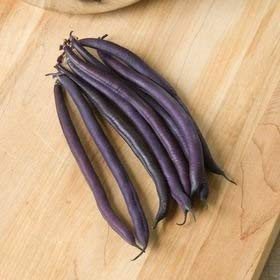 David s Garden Seeds Bean Bush Amethyst SL3011  Purple  100 Non GMO  Open Pollinated Seeds