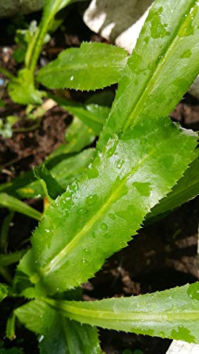 Non GMO Organic Vietnamese Culantro 100 Seeds   Also Known As Recao Long Coriander Mexican Coriander Thai Parsley Ngo Gai Eryngium Foetidum Chadon Beni