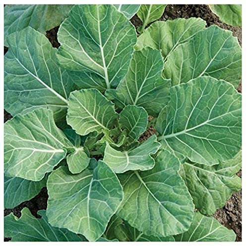 David s Garden Seeds Collards Champion SL8893  Green  500 Non GMO  Open Pollinated Seeds