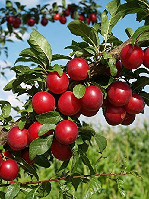 American Red Plum Fruit Tree Seeds  5 Seeds Per Packet  Non GMO Seeds