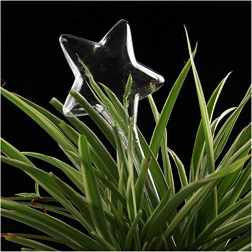 AMILIEe Self Watering Stakes Plant Waterer Self Watering Globes Hand Blown Clear Glass Plant Water Bulbs for Indoor Outdoor Hanging or Patio Plants Star 1 AMILIEe Self Watering Stakes Plant Waterer Self Watering Globes Hand Blown Clear Glass Plant Water Bulbs for Indoor Outdoor Hanging or Patio Plants Star 1