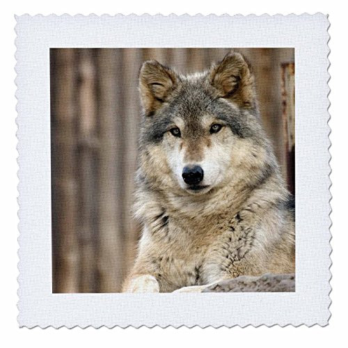 3dRose Gray Wolf, Folsom City Zoo, California - Us05 Tau0105 - Tananarive Aubert - Quilt Square, 25 by 25-Inch (qs_88650_10)