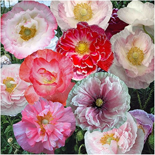 Bulk Package of 100 000 Seeds Shirley Mixed Poppy Double Mixture Papaver rhoeas Open Pollinated Seeds by Seed Needs Bulk Package of 100 000 Seeds Shirley Mixed Poppy Double Mixture Papaver rhoeas Open Pollinated Seeds by Seed Needs