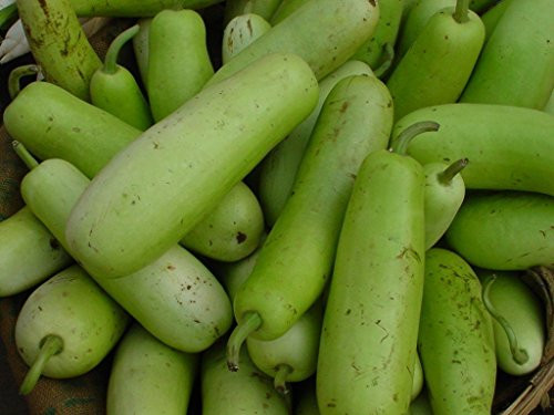 Stonysoil Seed Company Asian Heirloom Bottle Gourd Seeds  NAM Tao Yo