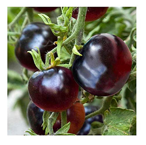 David s Garden Seeds Tomato Cherry Indigo Rose 3616 Black 25 Non GMO Organic Seeds David s Garden Seeds Tomato Cherry Indigo Rose 3616 Black 25 Non GMO Organic Seeds