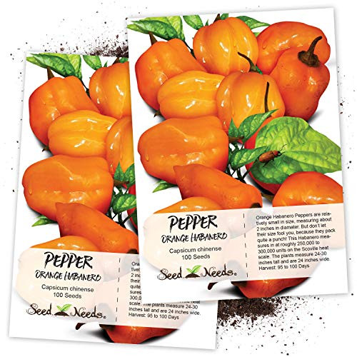 Seed Needs  Orange Habanero Pepper  Capsicum chinense  Twin Pack of 100 Seeds Each Non GMO