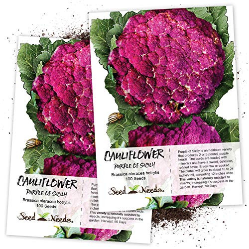 Seed Needs  Purple Sicily Cauliflower  Brassica oleracea  Twin Pack of 100 Seeds Each Non GMO