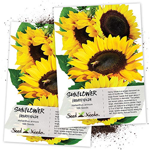 Seed Needs  Henry Wilde Sunflower  Helianthus annuus  Twin Pack of 100 Seeds Each
