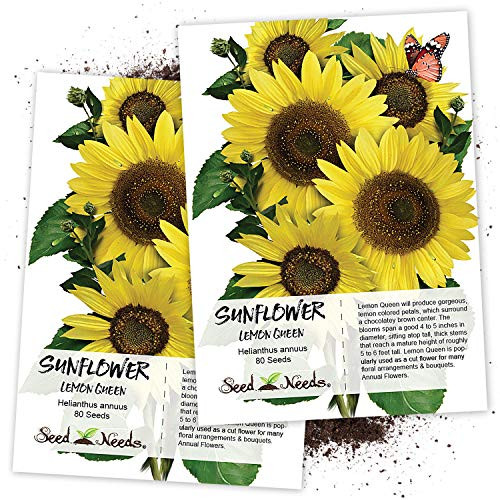 Seed Needs  Lemon Queen Sunflower  Helianthus annuus  Twin Pack of 80 Seeds Each