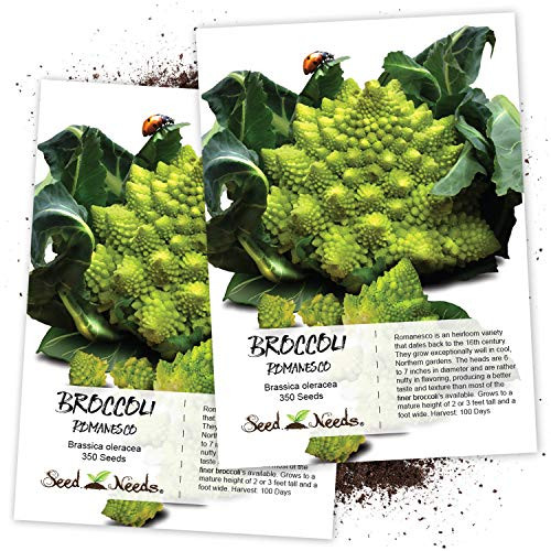 Seed Needs  Romanesco Broccoli  Brassica oleracea  Twin Pack of 350 Seeds Each Non GMO