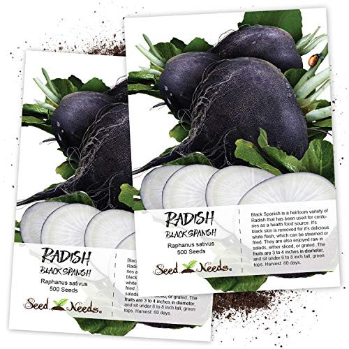 400 Seeds  Radish Black Spanish   Raphanus sativus  Seeds By Seed Needs