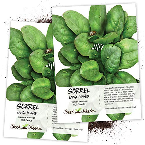 Seed Needs  Large Leaf Sorrel  Rumex acetosa  Twin Pack of 500 Seeds Each Non GMO