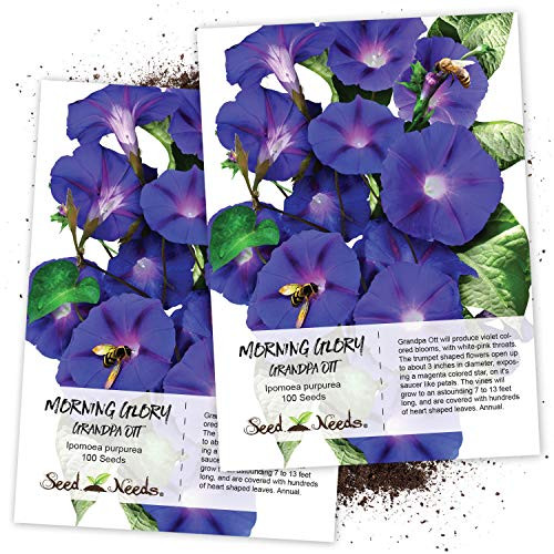 Seed Needs Grandpa Ott Morning Glory Ipomea purpurea Twin Pack of 100 Seeds Each Seed Needs Grandpa Ott Morning Glory Ipomea purpurea Twin Pack of 100 Seeds Each