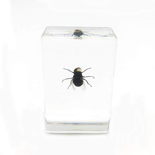 Amazingbug Fly Housefly Paperweight Specimen Paperweight for Science Education for Book for Office for Desk ?1 7x1 1x0 6 Inch?