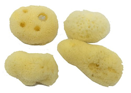 Awesome Aquatic 4 Pack of Hermit Crab Sea Sponges  All Natural Hermit Crab Sponge