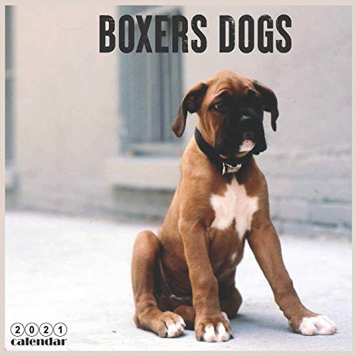 Boxers Dogs 2021 Calendar  Official Dog Breed Wall Calendar 2021  18 Months