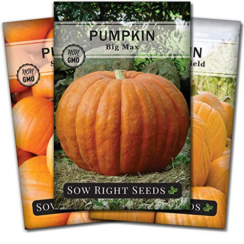 Sow Right Seeds   Pumpkin Seed Collection for Planting   Big Max  Connecticut Field  and Small Sugar Pumpkins  Non GMO Heirloom Packet with Instructions to Plant a Home Vegetable Garden