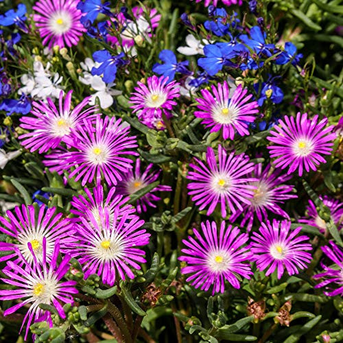 Outsidepride Ice Plant Stardust Flowering Ground Cover Seed   1000 Seeds