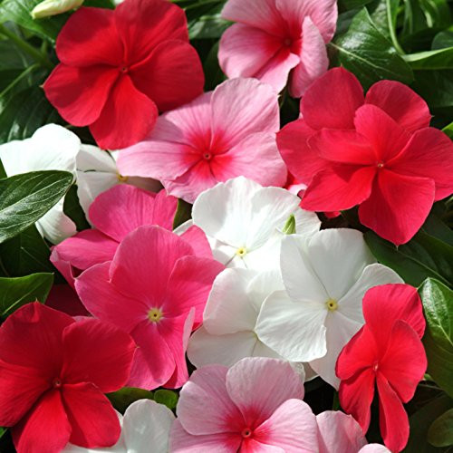 Outsidepride Periwinkle Ground Cover Flower Seed Plant Mix   4000 Seeds