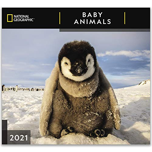 National Geographic Baby Animals 2021 Wall Calendar
