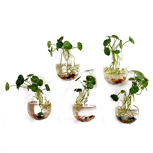5 Packs Wall Hanging Planters Glass Plant Pots Water Plant Containers Glass Flower Pots Wall Hanging Glass Planters Plant Containers Hanging Planters Air Plant Terrariums Glass Terrarium