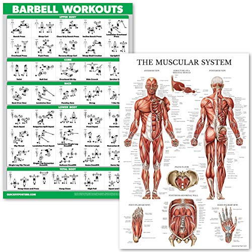 QuickFit Barbell Workouts and Muscular System Anatomy Poster Set   Laminated 2 Chart Set   Barbell Exercise Routine   Muscle Anatomy Diagram  18  x 27