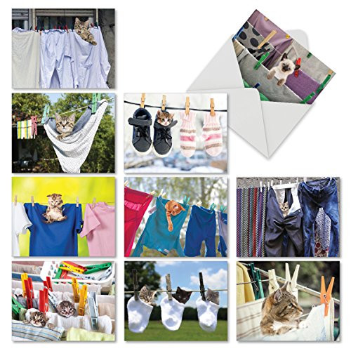 The Best Card Company 10 All Occasion Blank Cat Cards 4 x 5 12 Inch Cute Assorted Bulk Card Set Hang In There M6474OCB The Best Card Company 10 All Occasion Blank Cat Cards 4 x 5 12 Inch Cute Assorted Bulk Card Set Hang In There M6474OCB