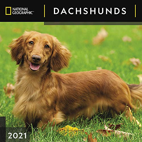 National Geographic Dachshunds 2021 Wall Calendar