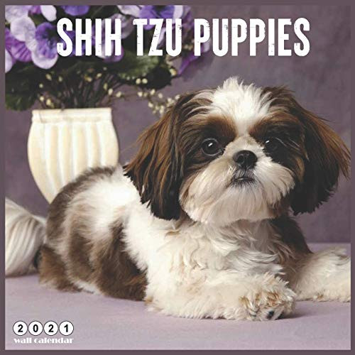 Shih Tzu Puppies 2021 Wall Calendar  Official Puppies Breed Calendar 2021  18 Months