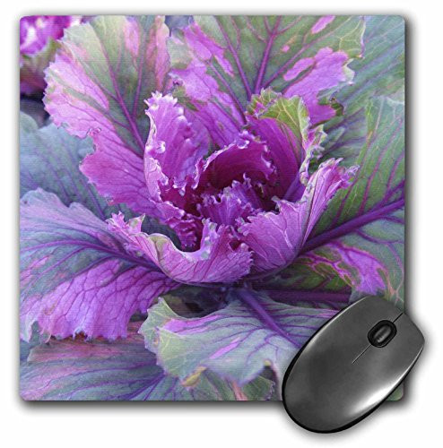 3dRose LLC 8 x 8 x 0 25 Inches Purple Sedum Beauty Pattern Mouse Pad  mp 50966 1