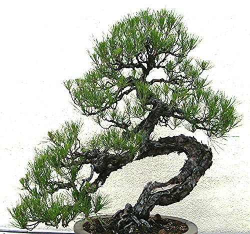 Big Pack Bonsai Tree Seeds   Japanese Black Pine Tree  150 Seeds   Pinus thunbergiana Pine Tree Seeds   Non GMO Seeds by MySeeds Co  Big Pack   Japanese Black Pine