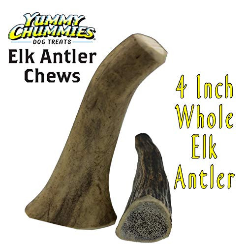 Yummy Chummies 2 Pack Grade A Elk Antler Chews 4 Inch Whole 100 Elk Antler Dog Chews