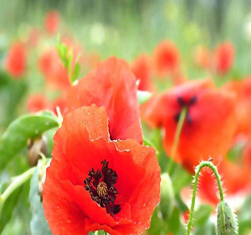 Big Pack    50 000  Perennial Orange Scarlet Oriental Poppy Flower Seeds   Papaver orientale   Non GMO Seeds By MySeeds Co  Big Pack   Oriental Poppy