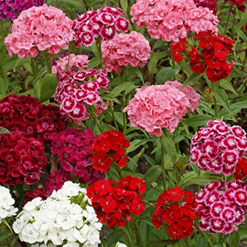 Outsidepride Dianthus Sweet William Wildflower Seed Mix   1 4 LB