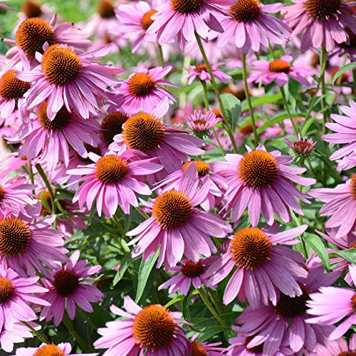 Outsidepride Echinacea Purple Coneflower Flower Seed   1 4 LB