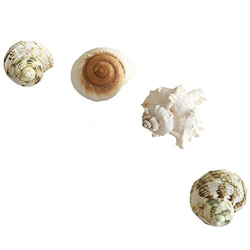 N D Hermit Crab Shells Turbo Seashell Natural Sea Conch 4 PCS