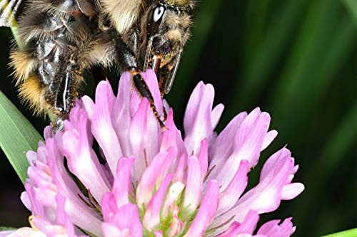 Nature s Seed Great Lakes New England Honey Bee Pasture Blend  1000 sq  ft