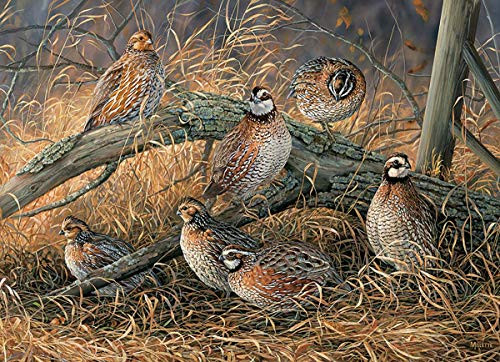 Cobble Hill Quail 1000 Piece Jigsaw Puzzle