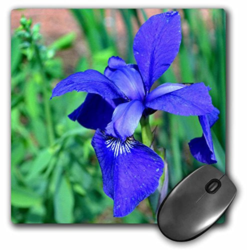 3dRose LLC 8 x 8 x 0 25 Inches A Beautiful Blue and Purple Iris Mouse Pad  mp 129727 1