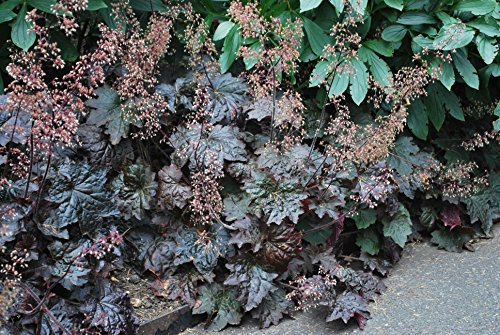 Perennial Farm Marketplace Heuchera m   Palace Purple   Coral Bells  Perennial  Size 1 Container  Purplish Bronze Foliage